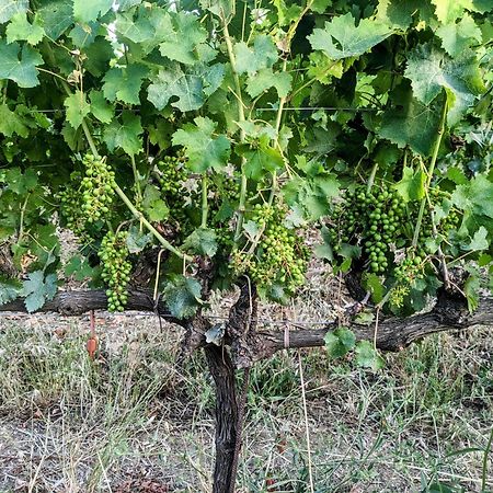 Agriturismo I Debbi Бибона Екстериор снимка