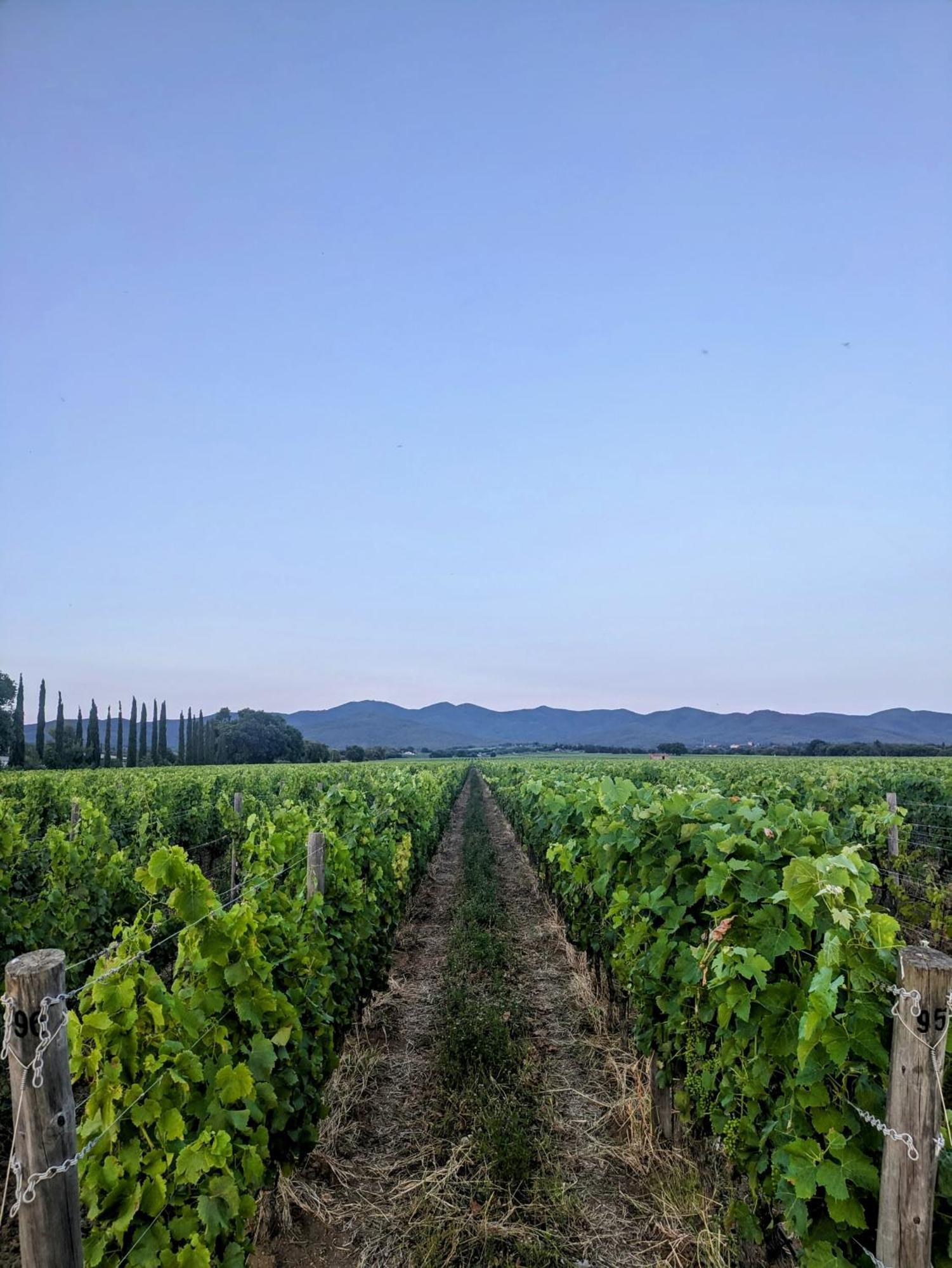 Agriturismo I Debbi Бибона Екстериор снимка