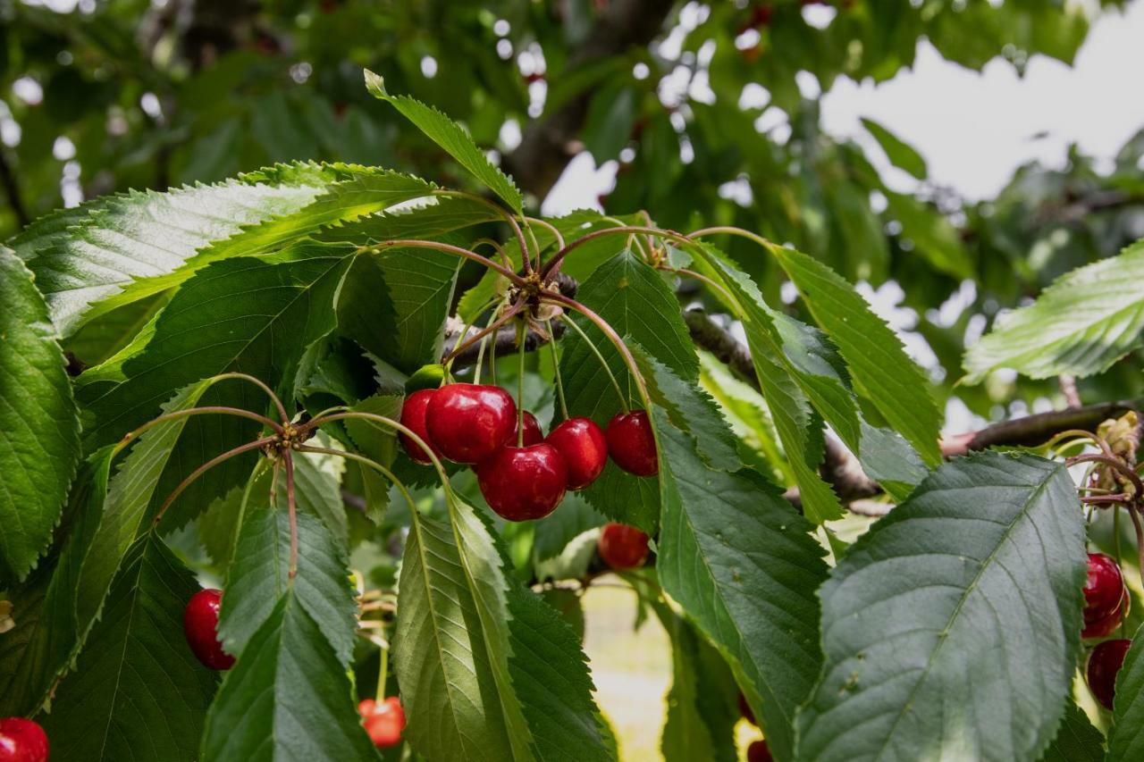 Agriturismo I Debbi Бибона Екстериор снимка